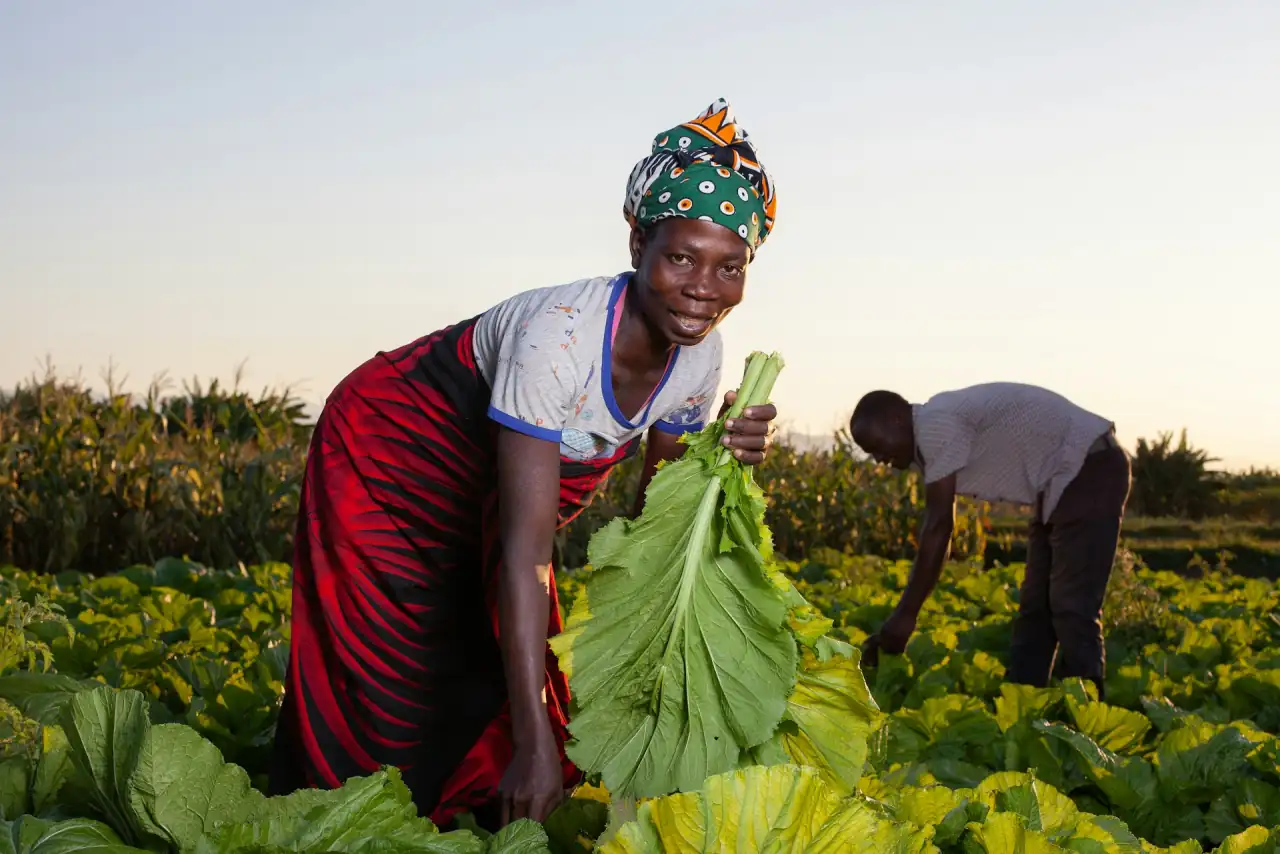 Agricultrice récoltant des légumes dans son champ