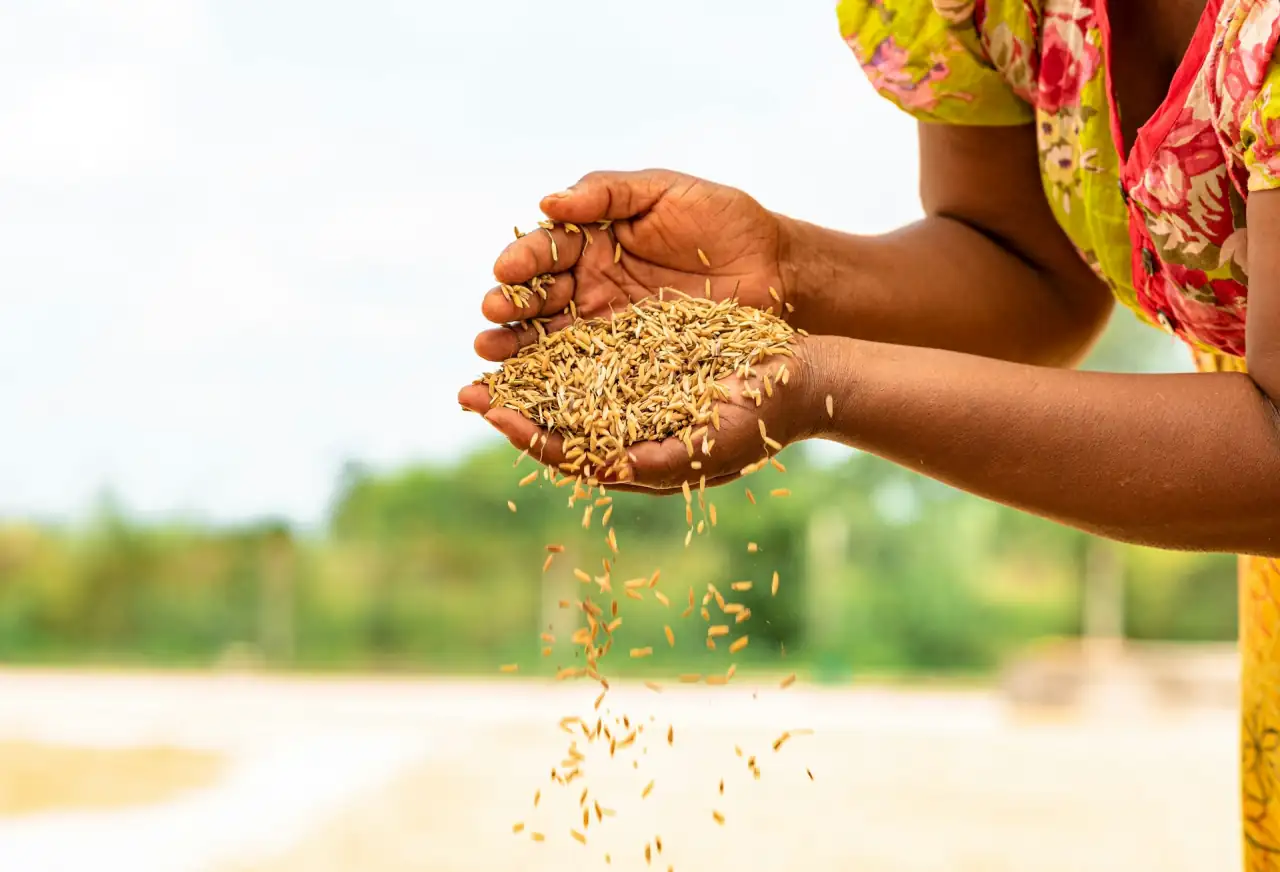 Mains tenant une poignée de grains