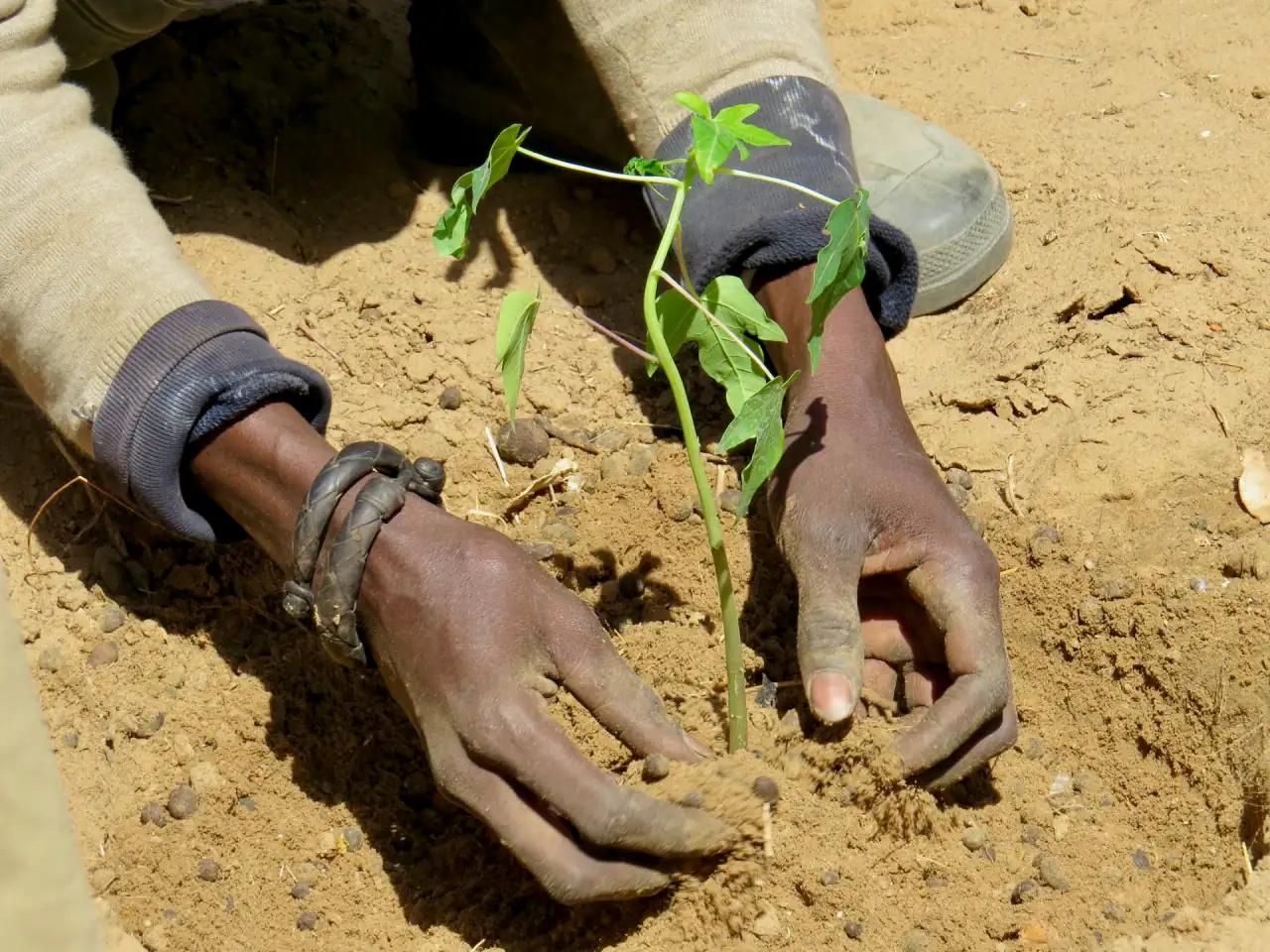 Mains plantant une jeune pousse dans la terre